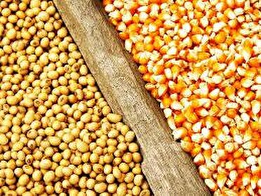 اختصاص بیش از ۹ هزار تن نهاده های دامی برای بهره برداران