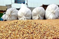 افزایش ۳۳ درصدی توزیع نهاده‌های دامی در فارس