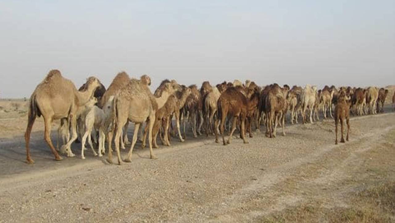 کوچ قشلاقی پرورش دهندگان شتر در فارس