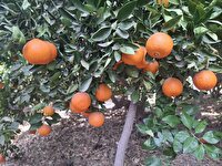 برداشت مرکبات از باغ‌های شهرستان کازرون