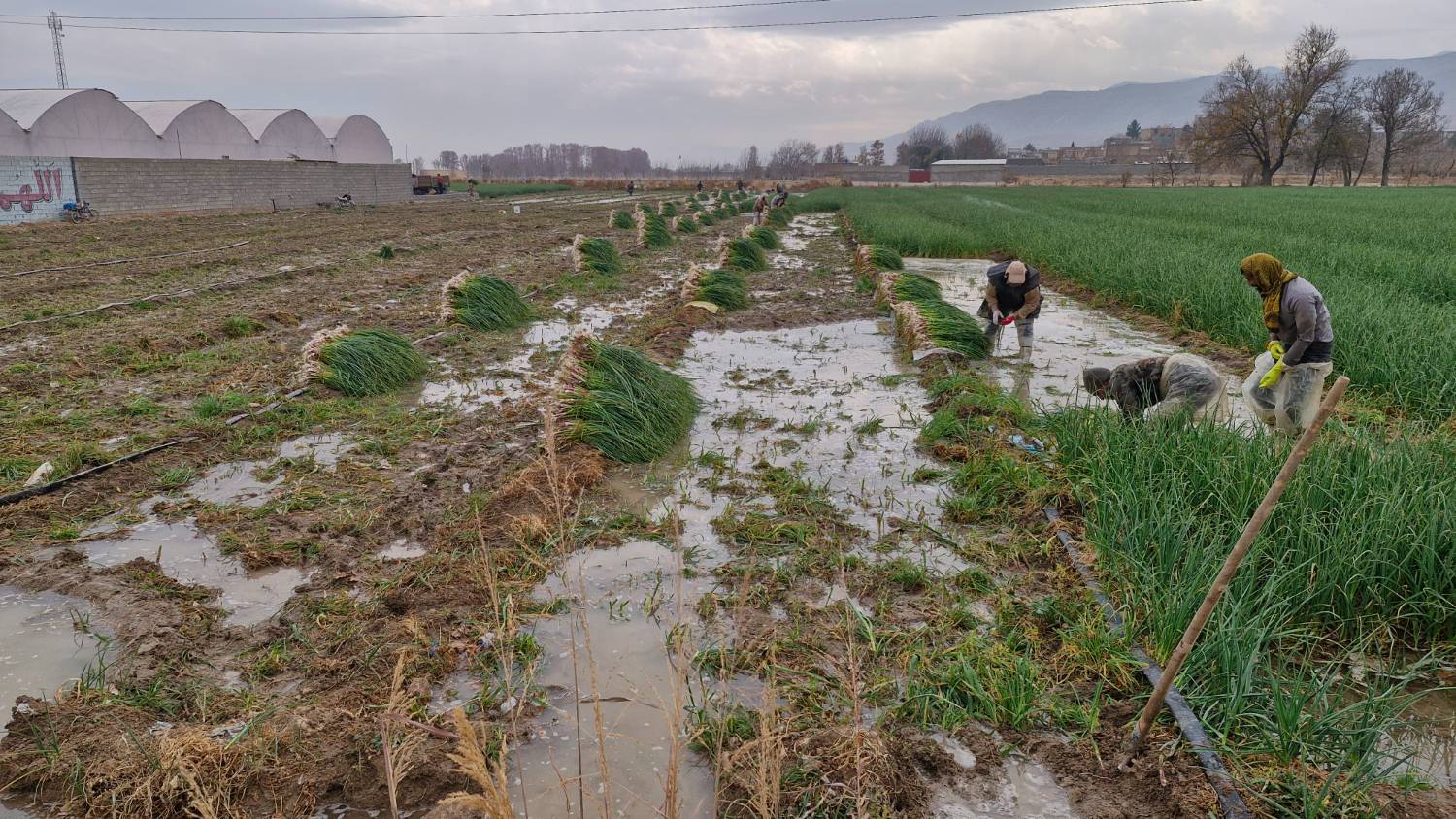 پیش بینی برداشت حدود ۵ هزار تن سیر سبز در بیضا