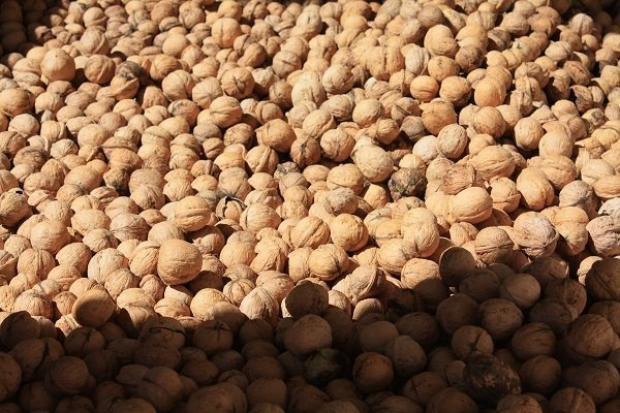 کشف بیش از یک تن گردوی فاقد مجوزحمل در فیروزآباد