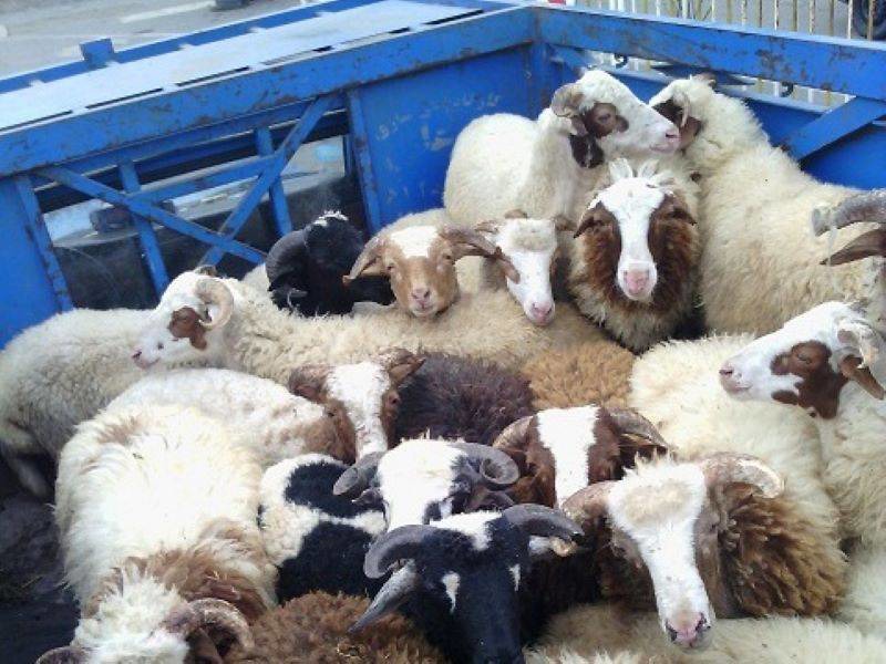 توقیف خودرو حامل احشام فاقد مجوز در نی ریز