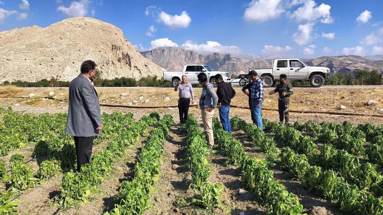 خسارت میلیاردی به مزارع کازرون