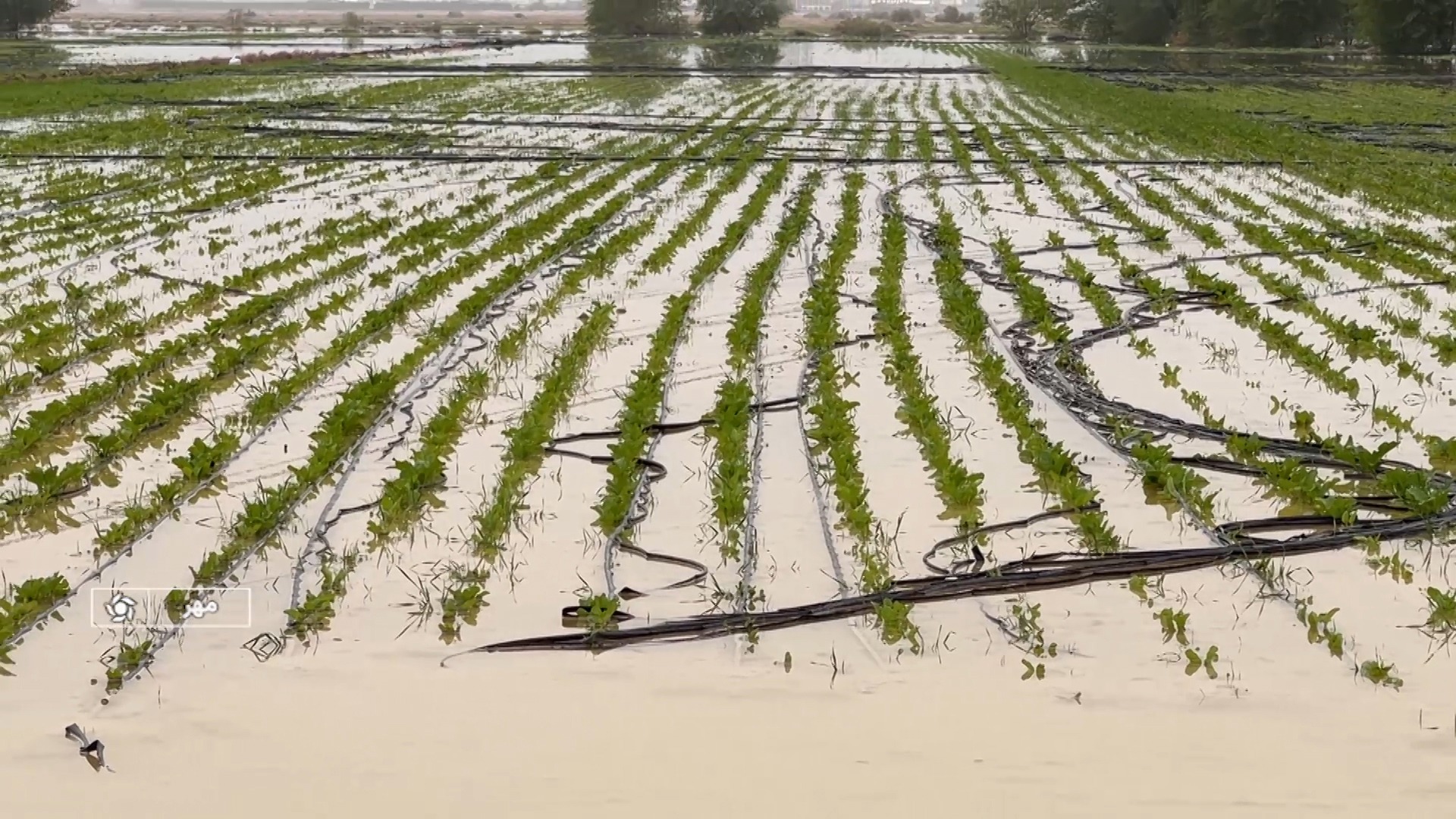 خسارت ۲۳۰ میلیاردی بارندگی‌های اخیر به کشاورزی مهر