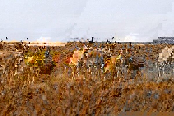 ثبت تصاویری از ببر تا گرگ در منطقه حفاظت‌شده بهرام‌گور فارس