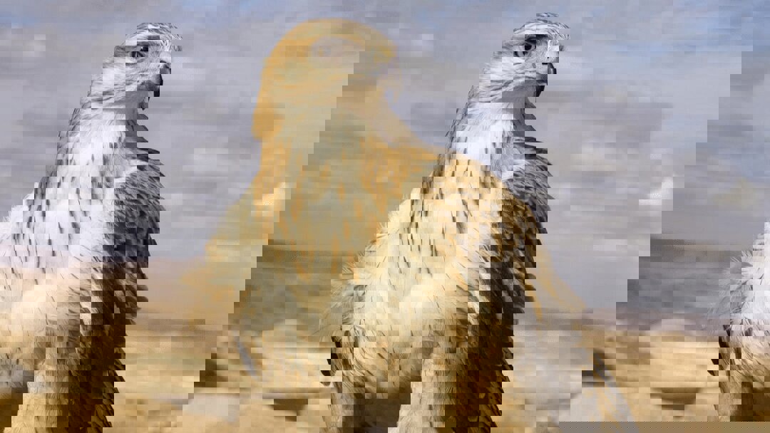 رهاسازی سارگپه درمان‌ شده در دره‌ هایقر فیروزآباد