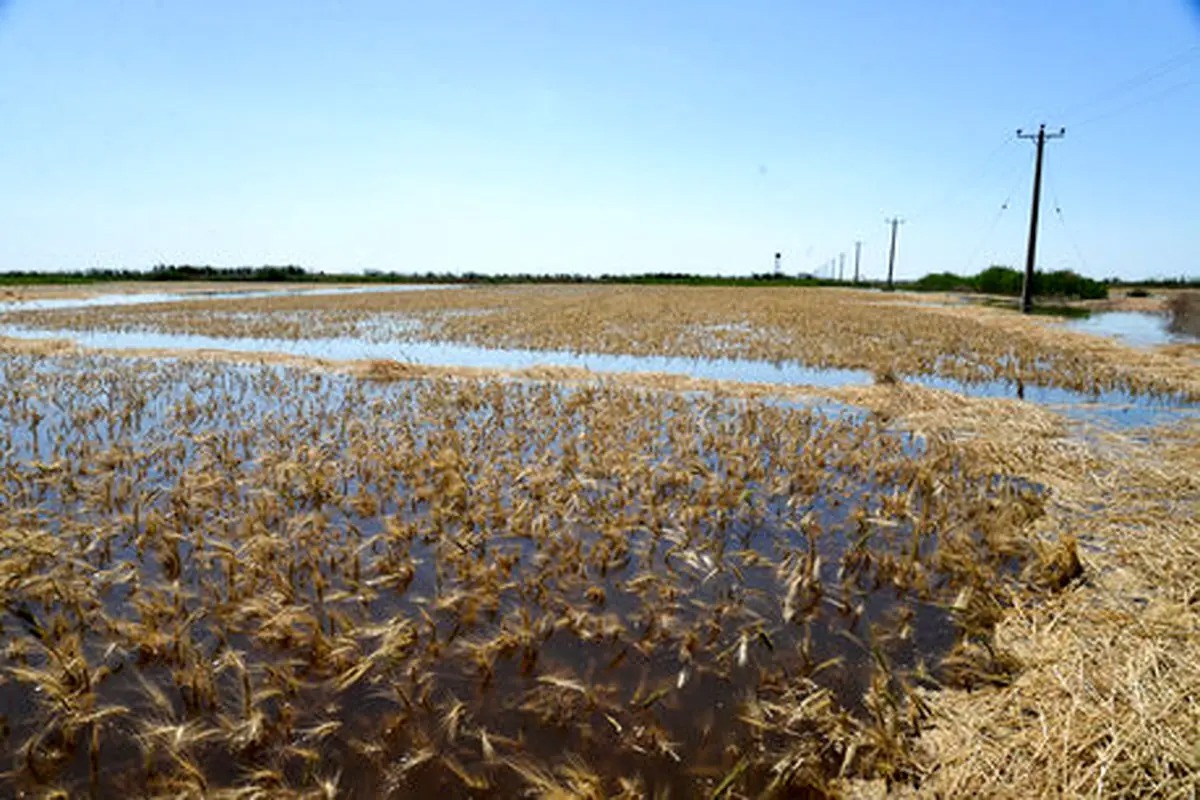 خسارت ۱۲۵ میلیاردتومانی به کشاورزان گراش