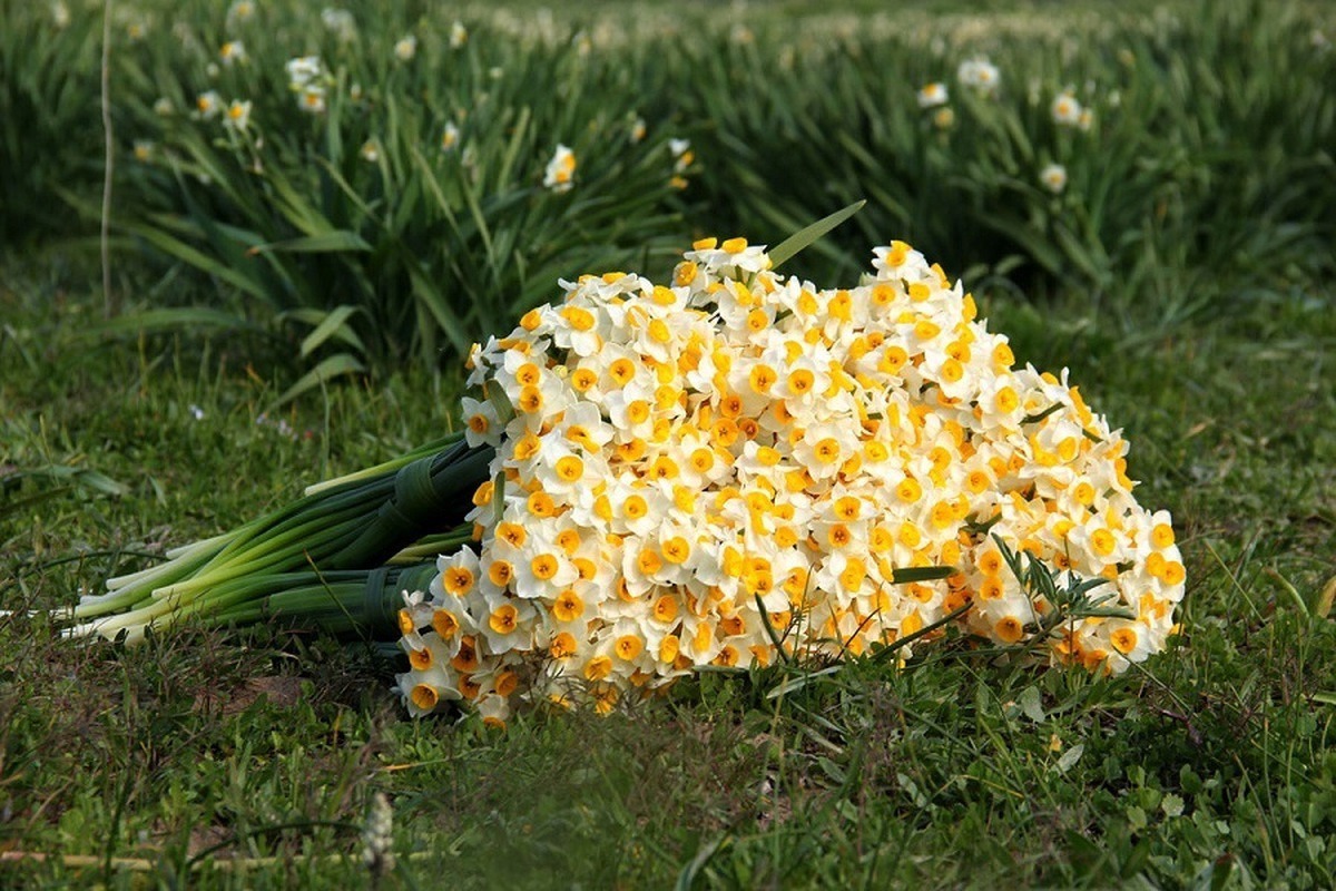 برداشت گل نرگس از بزرگترین نرگس زار دیم کشور