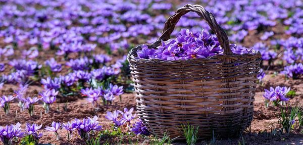 درآمد ۸۴ میلیارد ریالی زعفران کاران بیضایی