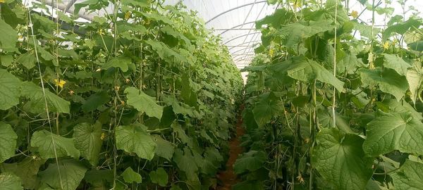 افزایش بهره‌وری منابع آب با ایجاد گلخانه‌ها در استهبان