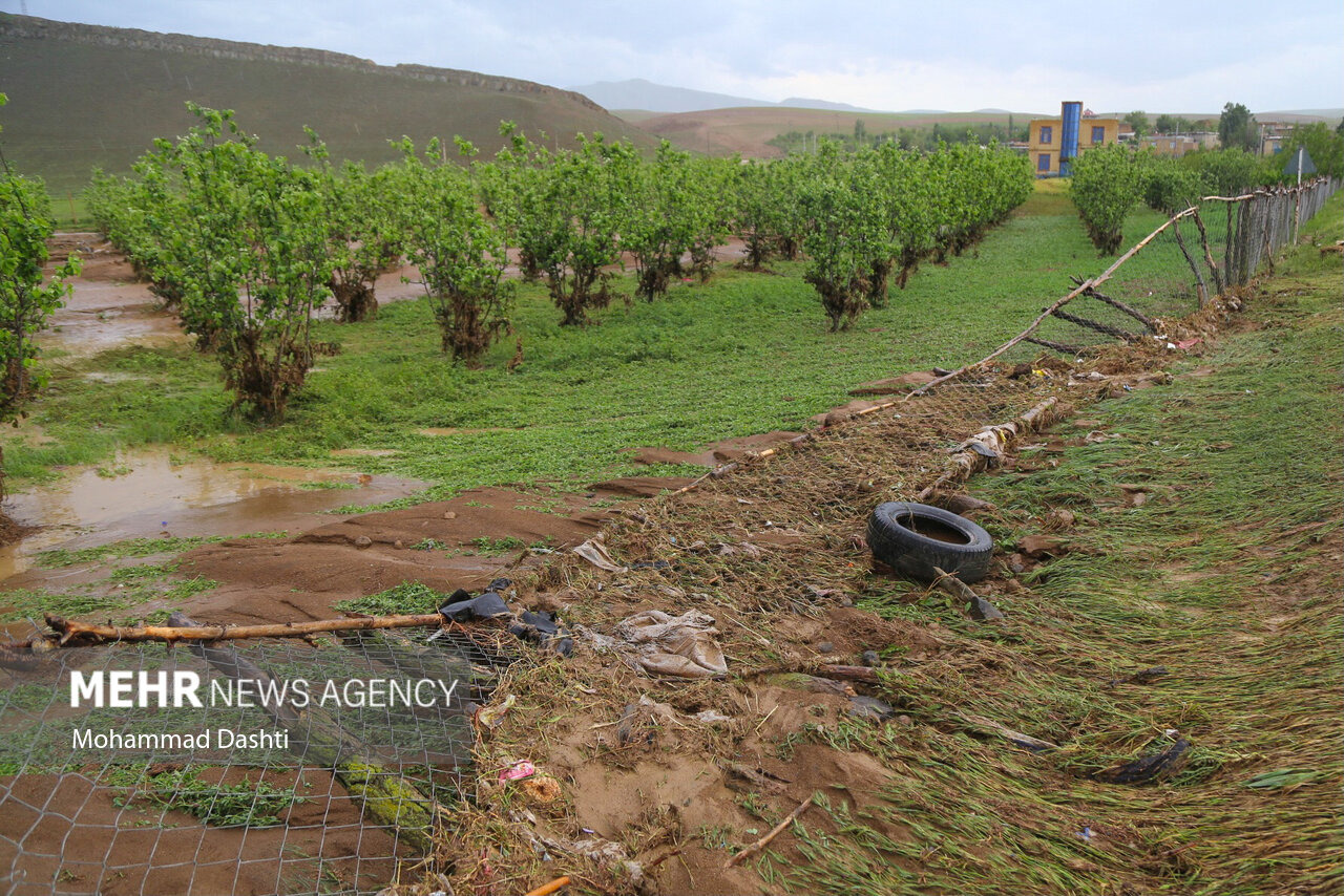 بارش‌های اخیر بیش از ۵ میلیارد تومان به بخش کشاورزی لامرد خسارت زد