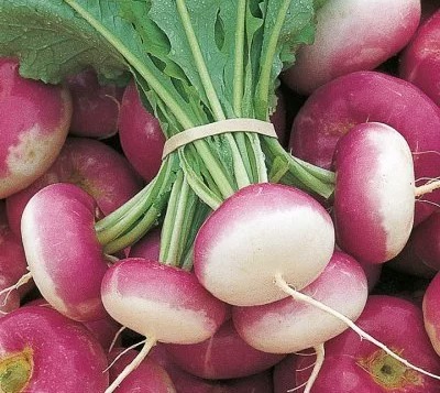 شلغم بیضا راهی بازار‌های داخلی و کشور‌های حوزه خلیج فارس می‌شود