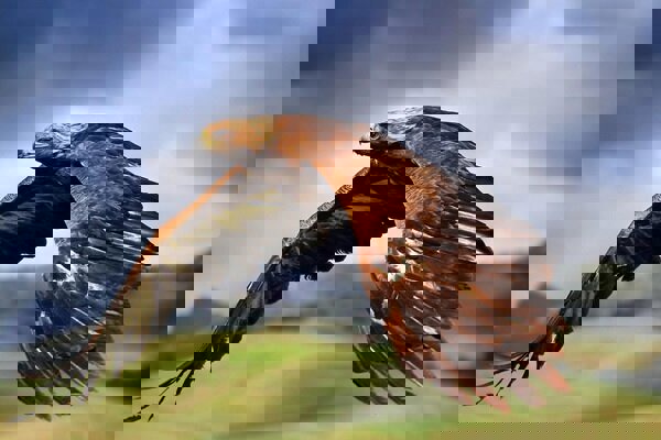 رهاسازی یک عقاب صحرایی گرفتار در سیم‌های برق شهر بیضا