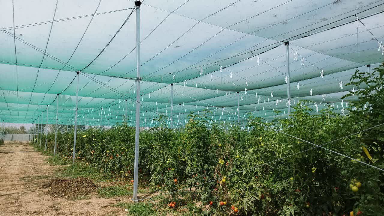 دریافت مجوز گلخانه تابع اقلیم در جهرم