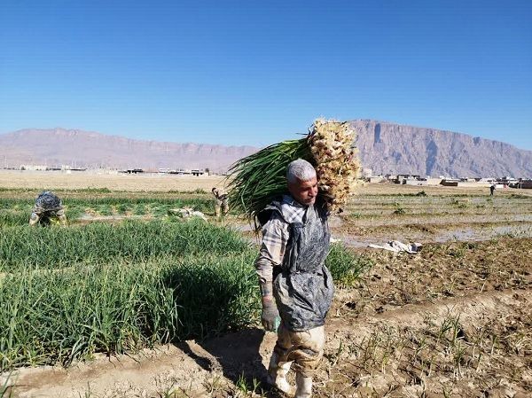 پیش بینی برداشت ۴ هزار و ۸۰۰ تن سیر در بیضا