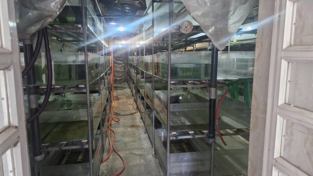 تولید بیش از ۳۰ هزار قطعه ماهی زینتی در بیضا