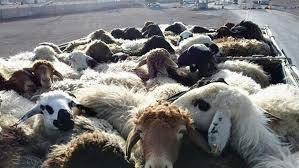 کشف ۴۶ راس گوسفند فاقد مجوز در رستم