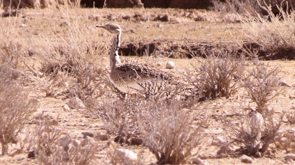 سرشماری هوبره در مناطق آزاد محیط زیست فسا