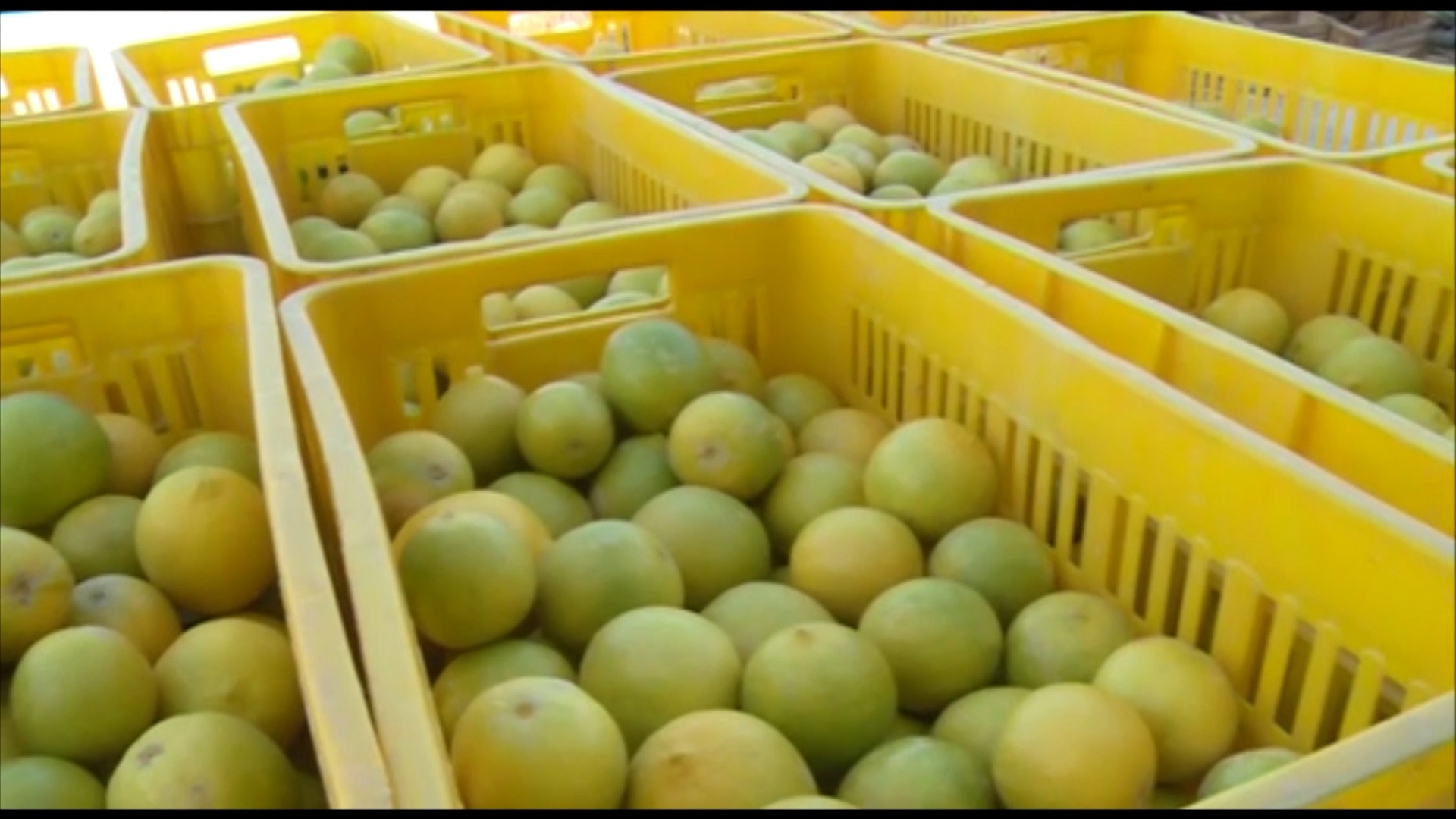 برداشت بیش از ۲۵۰ هزار تن لیموشیرین از باغ‌های جهرم