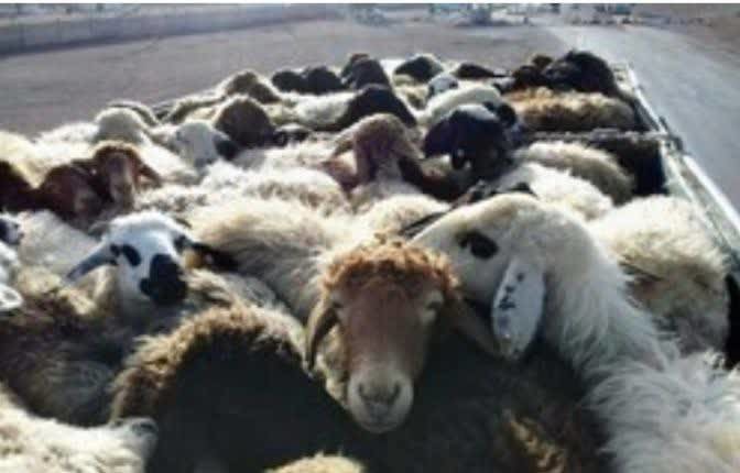 سرقت ۵۰ راس گوسفند در ۴ واحد دامداری در فارس