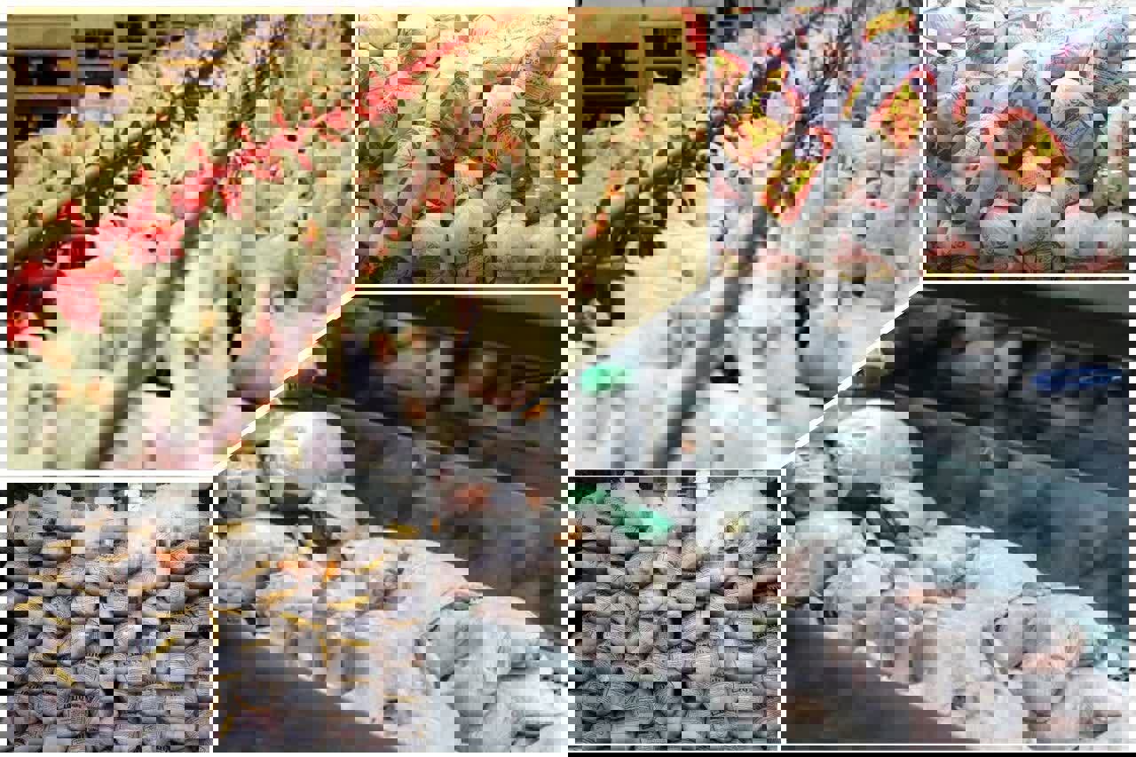 مدیریت عرضه، کلید آرامش بازار مرغ در فارس است