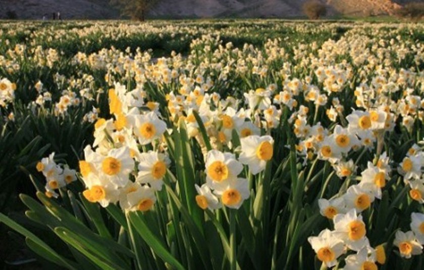 برگزاری جشنواره گل نرگس در کازرون