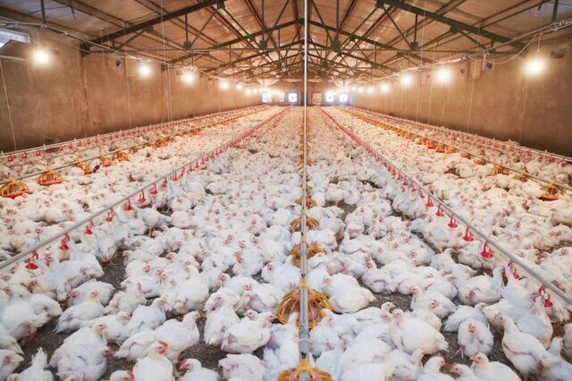 آمادگی ۹۵۰ واحد پرورش مرغ فارس برای تنظیم بازار رمضان و نوروز