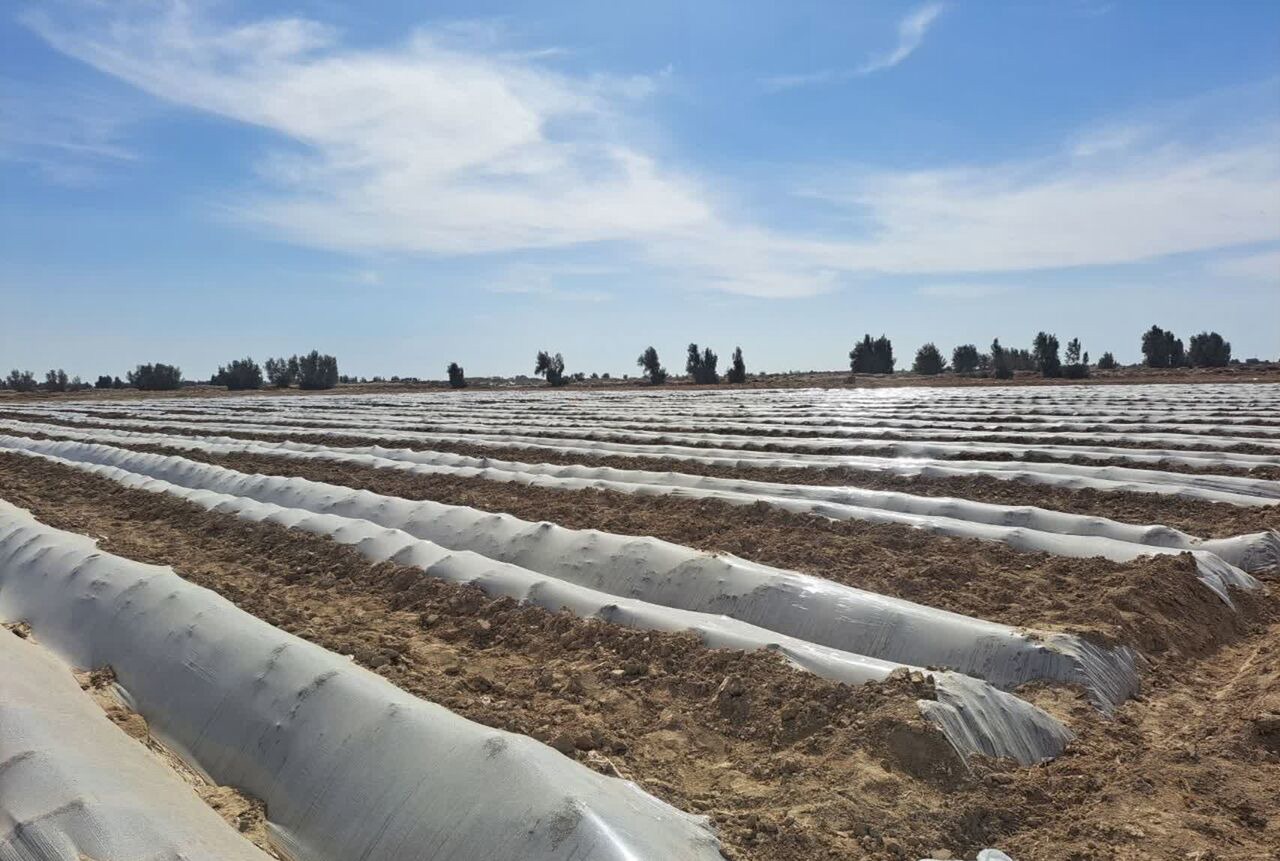 کشت قراردادی در افغانستان در حال پیگیری است