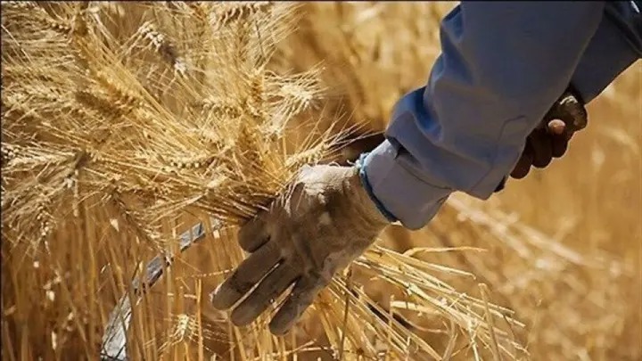 نبرد ارقام بر سر گندم؛ مجلس چگونه پیشنهاد دولت را ۲۰۰ همت بالا برد؟