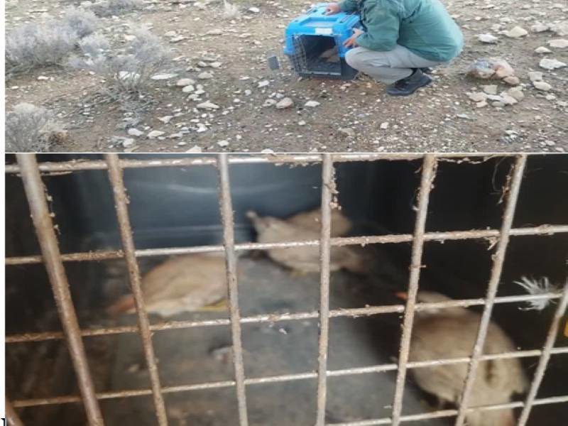 رهاسازی پرنده وحشی در طبیعت فسا