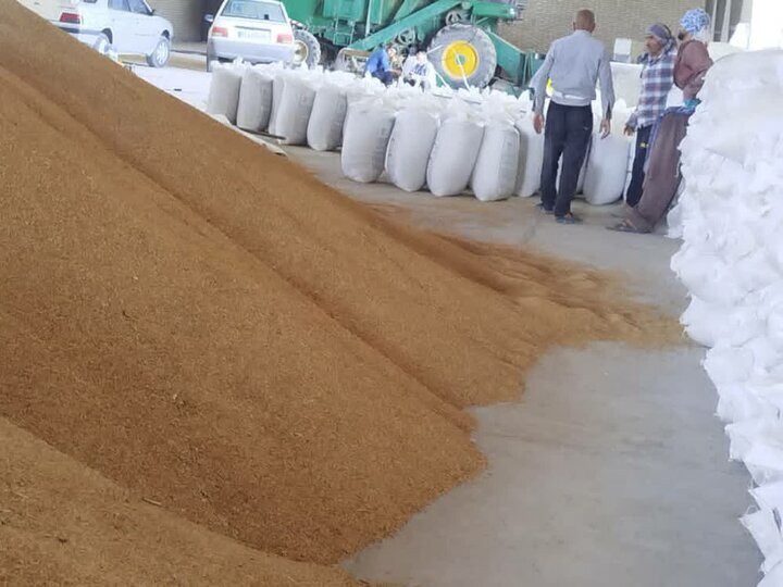 توزیع ۷۰ هزار تن انواع نهاده‌های دامی در مناطق عشایری فارس