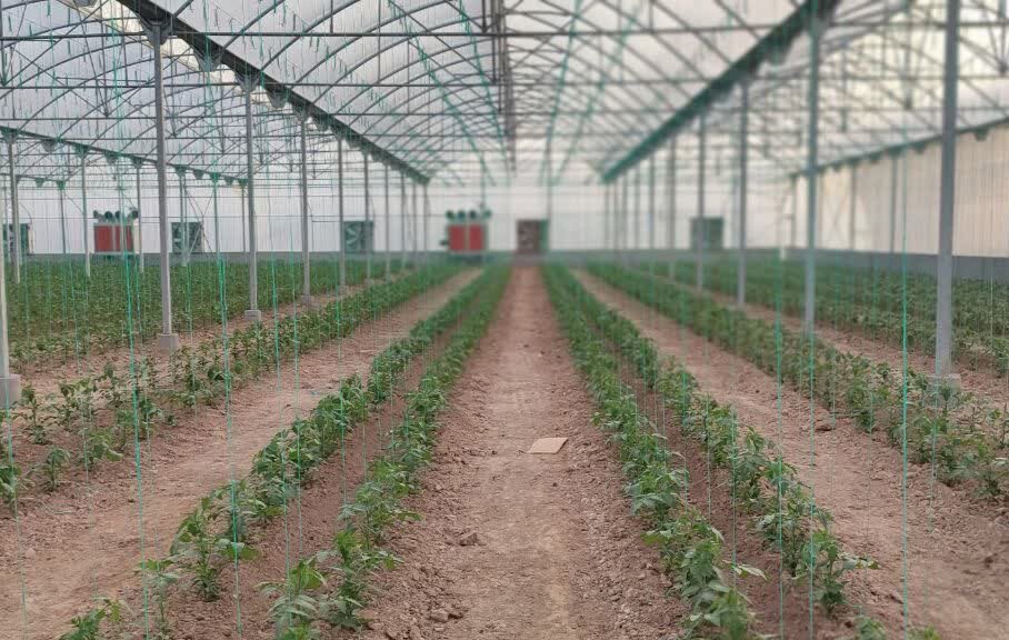 افتتاح و کلنگ‌زنی ۱۹ طرح گلخانه‌ای در فارس