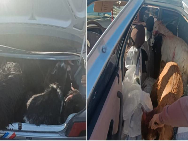 انتقال احشام فاقد مجوز با خودرو سواری در فسا