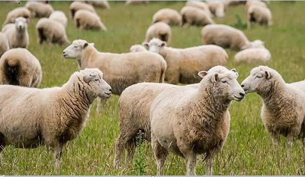 تخصیص ۱۷۰۰ میلیارد ریال تسهیلات به طرح‌های تولید ملی در دامداری‌های فارس