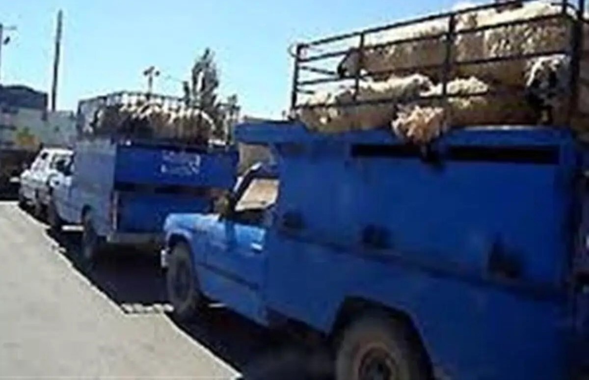 دستگیری اعضای باند انتقال احشام فاقد مجوز در لامرد