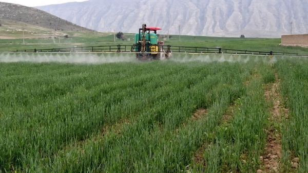 هشدار به کشاورزان کازرون، مراقب رشد علف‌های هرز در مزارع باشید