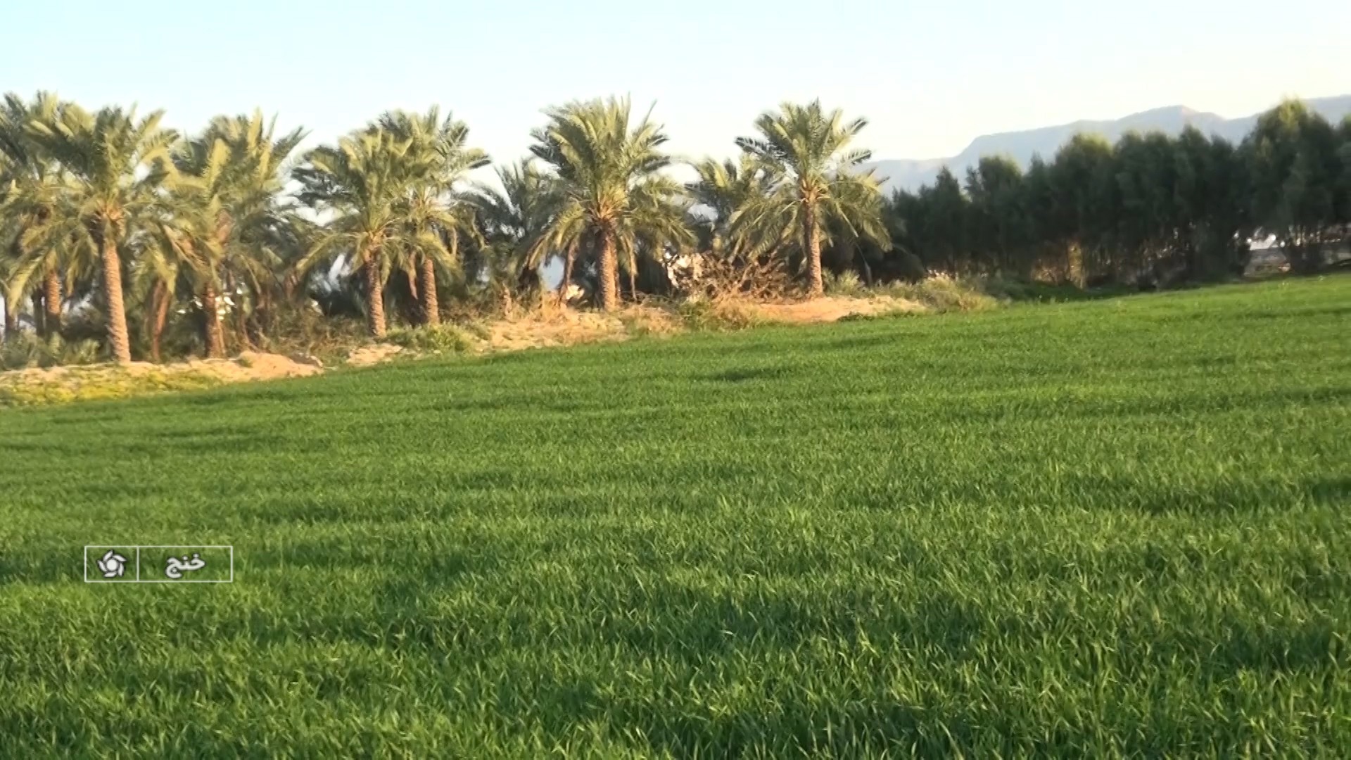 کشت گندم و جو در دیم زار‌ها و اراضی آبی شهرستان خنج