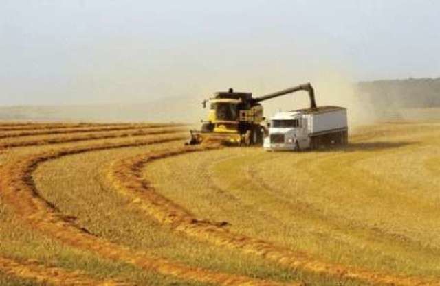 برداشت خوشه های طلایی گندم و جو از مزارع جهرم