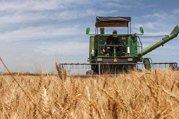 آغاز برداشت گندم از مزارع کازرون فارس