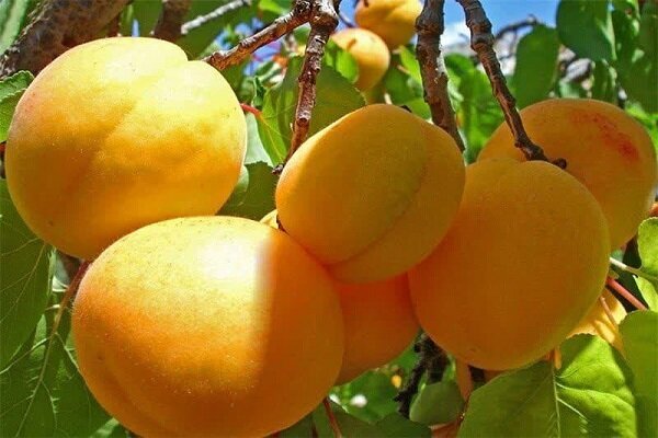 پیام فارس