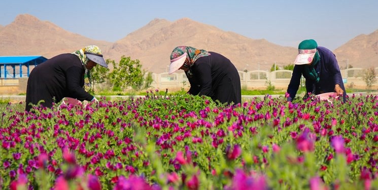 پیام فارس