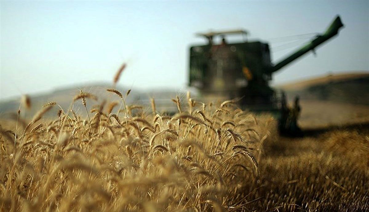 پایان برداشت دانه روغنی کاملینا از مزارع فسا