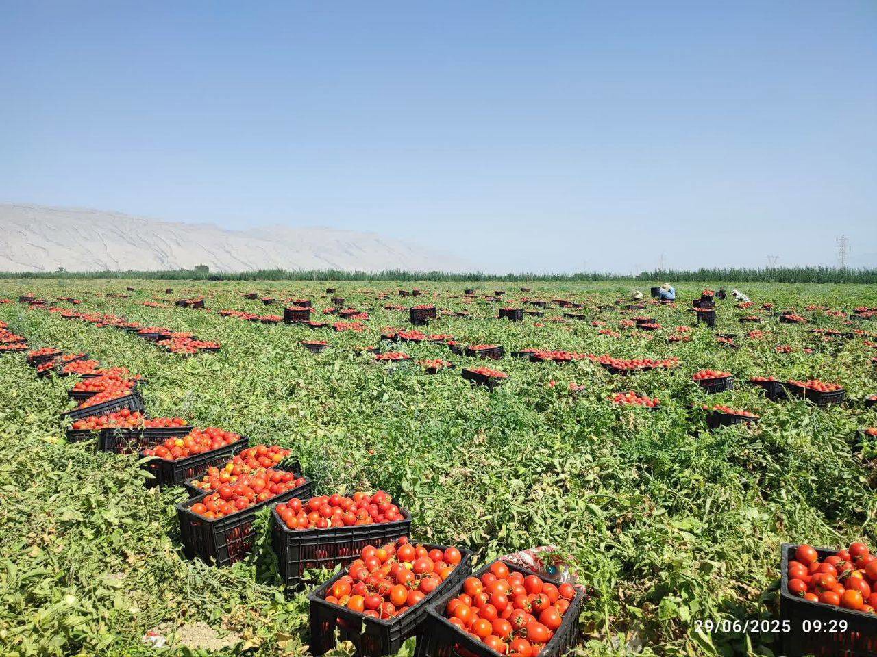 پیش بینی برداشت بیش از ۲۰۰ هزار تن گوجه فرنگی از مزارع شهرستان کازرون