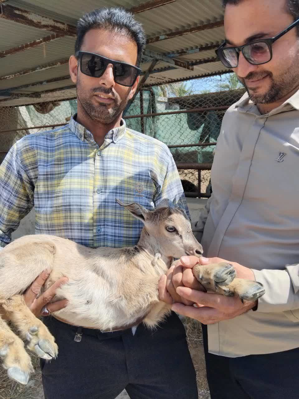 کشف ۲ راس بز کوهی وحشی در قیروکارزین