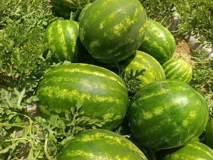 پیام فارس