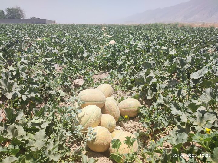 پیام فارس
