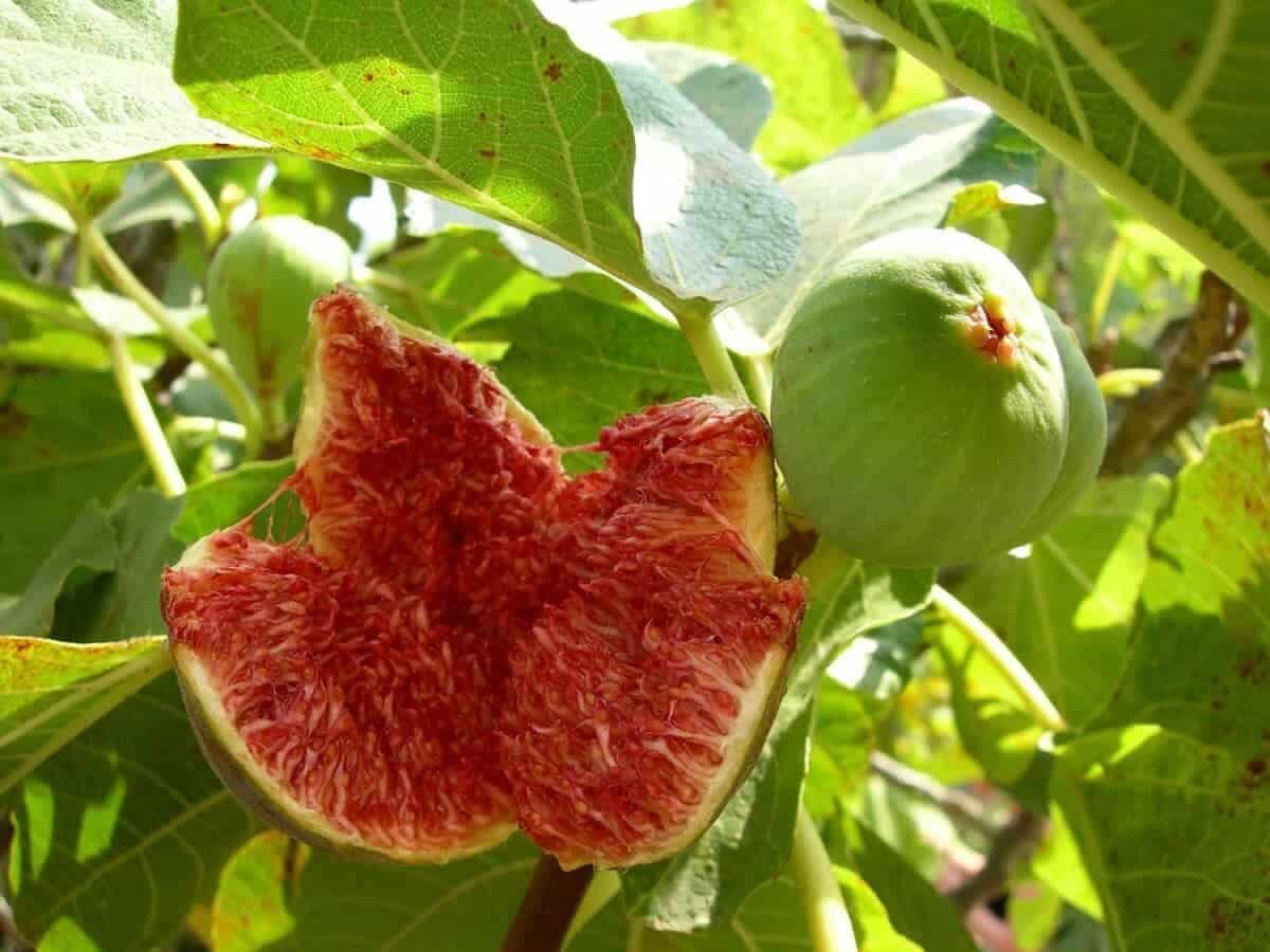 استهبان میزبان بازار فصلی بَرانجیر