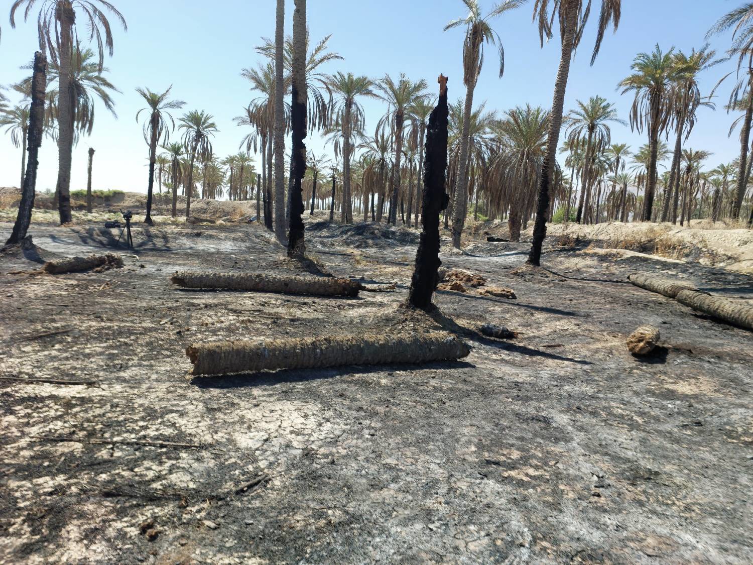 مهار آتش سوزی در نخلستان‌های حومه خنج
