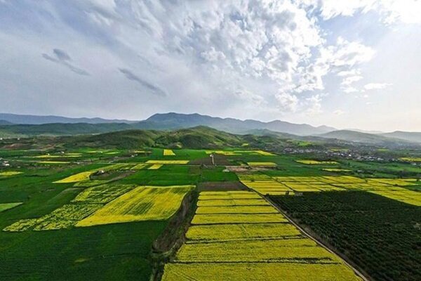صدور ۶۵ مجوز تغییر کاربری قانونی در اراضی کشاورزی فارس